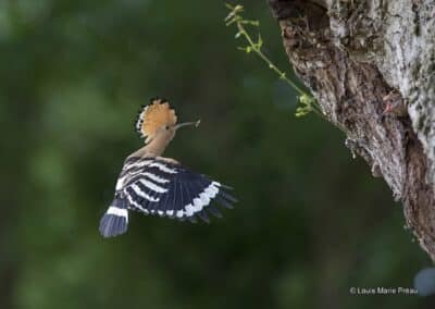 Huppe fasciée; Upupa epops // Upupa epops; Eurasian Hoopoe