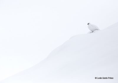 Lagopède alpin; Lagopus muta // Rock Ptarmigan; Lagopus muta