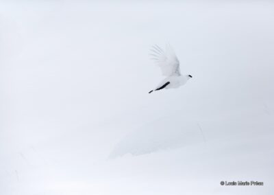 Lagopède alpin; Lagopus muta // Rock Ptarmigan; Lagopus muta