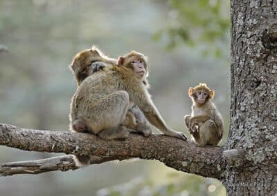 Magot; Macaca sylvanus famille // Magot; Macaca sylvanus family