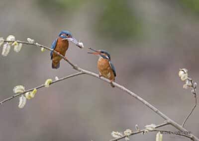 France; Loire; BVA ; Martin pêcheur d'Europe; (Alcedo atthis); parade nuptiale; offrande // La France; Loire; BVA; Common Kingfisher; (Alcedo atthis); courtship ritual; offering