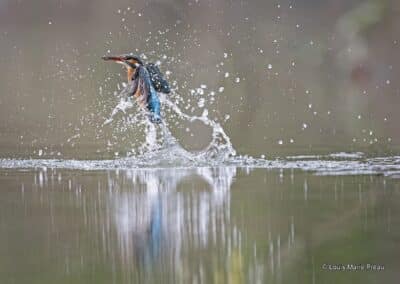 France; Maine et Loire(49); Anjou; Martin-pêcheur d'Europe; Alcedo atthis à la toilette // France; Maine et Loire; Anjou; Common Kingfisher; Alcedo atthis; the toilet