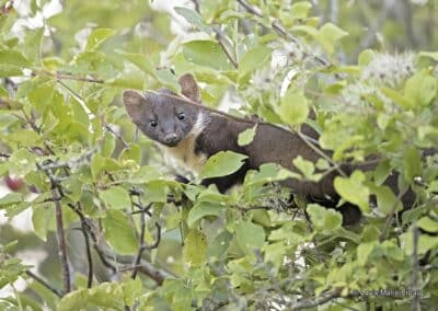 Martre des pins; Martes martes; dans un prunier // Pine marten; Martes martes; in a plum tree