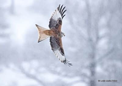 Milan royal; Milvus milvus sous la neige // Red Kite; Milvus milvus under the snow