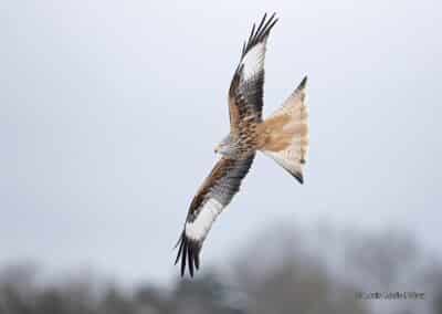 Milan royal; Milvus milvus // Red Kite; Milvus milvus