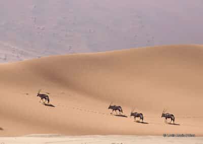 Namibie; Namib; Oryx gazelle; Oryx gazella; gemsbok; sur les dunes // Namibia; Namib; Oryx gazella; gemsbok; on the dunes