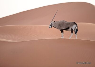 Namibie; Namib; Oryx gazelle; Oryx gazella; gemsbok; sur les dunes // Namibia; Namib; Oryx gazella; gemsbok; on the dunes