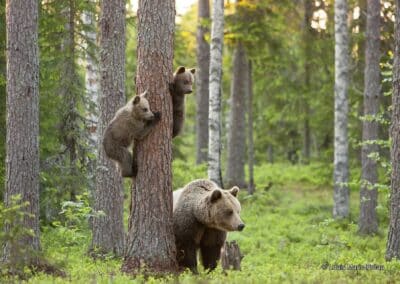 Ours brun et oursons de Finlande; Ursus arctos