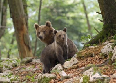 Ourse brun avec son ourson en Slovénie; Ursus arctos