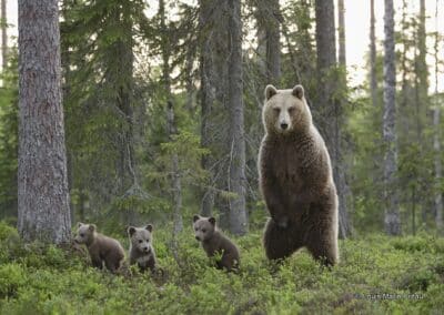 Ours brun avec ces oursons Finlande (Ursus arctos) // Brown bear with these cubs Finland (Ursus arctos)