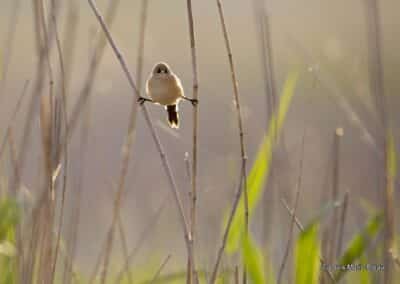 Normandie; Estuaire de la Seine; Réserve Naturelle de l'estuaire de la Seine; Panure à moustaches (Panurus biarmicus) // Normandy; Seine estuary; Natural Reserve of the Seine estuary; Bearded Tit