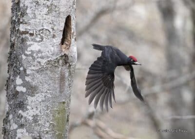 Pic noir; (Dryocopus martius) construit sa loge // Black woodpecker; (Dryocopus martius) builds its lodge