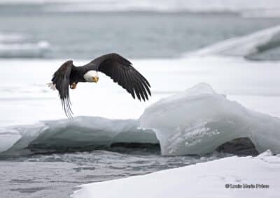 États-Unis, USA; Alaska, pygargue à tête blanche; (Haliaeetus leucocephalus) en recherche de nouriture sur la rivière du kenai