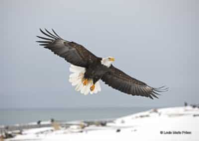 États-Unis, USA; Alaska, pygargue à tête blanche ; Haliaeetus leucocephalus; Aigle // United States, USA; Alaska; Bald Eagle;