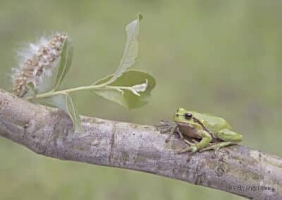 Rainette verte; Hyla arborea