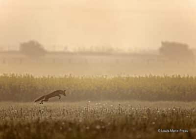 Renard roux; Vulpes vulpes; en chasse; mulote