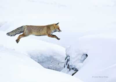 Renard, Vulpes vulpes saute un ruisseau enneigé