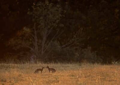 Renard roux; Vulpes vulpes; 2 jeunes jouent