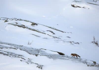 Renard, Vulpes vulpes en Montagne