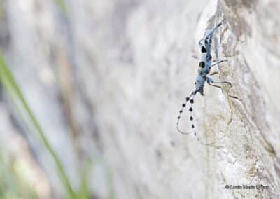 Rosalie des alpes; Rosalia alpina;