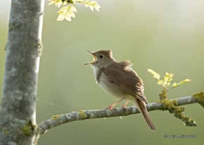 Rossignol philomele; (Luscinia megarhynchos); chante // Common Nightingale; (Luscinia megarhynchos); sung