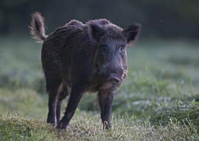 Sanglier (Sus scrofa) // Wild boar (Sus scrofa)