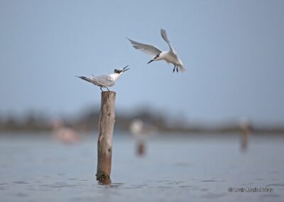 Maroc; Marchica; lagune de Nador; Sterne Caugek; (Sterna sandvicensis) en combat // Morocco; marchica; Nador lagoon; Sandwich Tern; (Sterna sandvicensis) combat