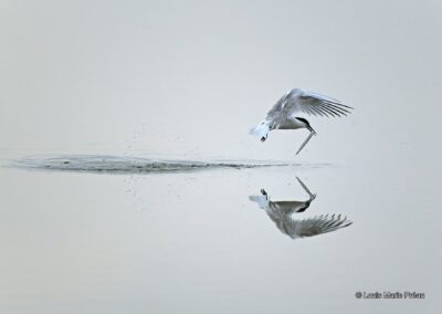 Sterne Caugek; Sterna sandvicensis; pêche // Sandwich Tern; Sterna sandvicensis; fishing