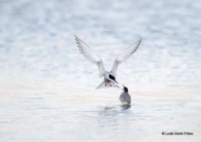 Sterne pierregarin; Sterna hirundo; nourrissage // common tern