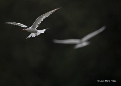 Sterne pierregarin; Sterna hirundo; // common tern