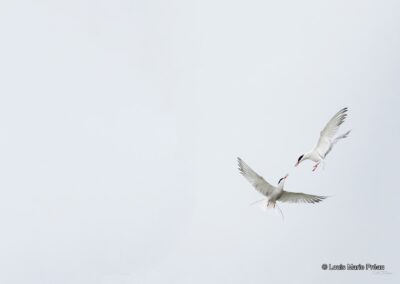 Sterne pierregarin; Sterna hirundo; combat // common tern; Sterna hirundo; fight