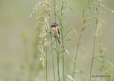 France; Anjou; BVA; Tarier des prés; Saxicola rubetra // France; Anjou; BVA; Whinchat; Saxicola rubetra