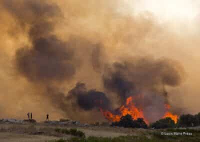 Tunisie; Atlas; Siliana; Feu de forêt // Tunisia; Atlas; Siliana; Forest Fire