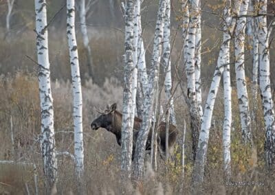 Ukraine; Tchemobyl; Elan (Alces alces) // Ukraine; Chernobyl; Elk (Alces alces)