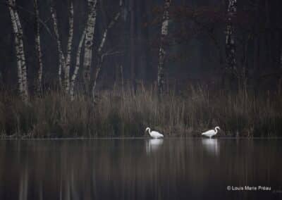 Grande aigrette; Egretta alba