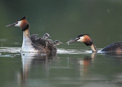 Grèbe huppé; Podiceps cristatus, nourrissage