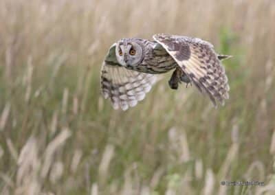 Pays de la Loire; Anjou; Hibou moyen duc; Asio otus, vient de capturer un campagnol // Pays de la Loire; Anjou; Middle Owl Owl; Asio otus, has just captured a vole