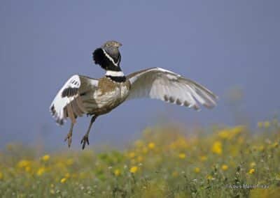 Mâle d'outarde canepetière éffectuant un saut de parade (Tetrax tetrax); Grand prix Festival de l’Oiseau et de la Nature de Baie de somme 2000 GP