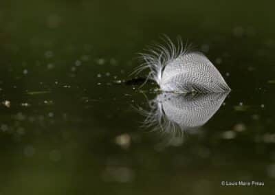 Plume; reflet