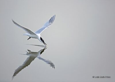 Sterne Caugek; Sterna sandvicensis; pêche // Sandwich Tern; Sterna sandvicensis; fishing